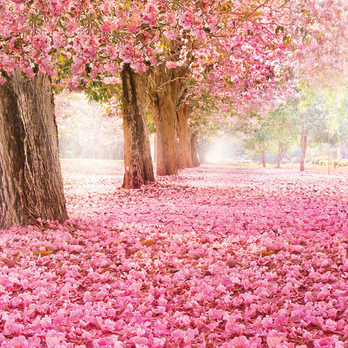 Pretty in Pink 6 by Reminisce