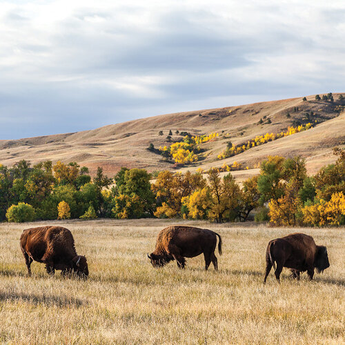 Custer State Park 12x12 The Black Hills collection by Reminisce