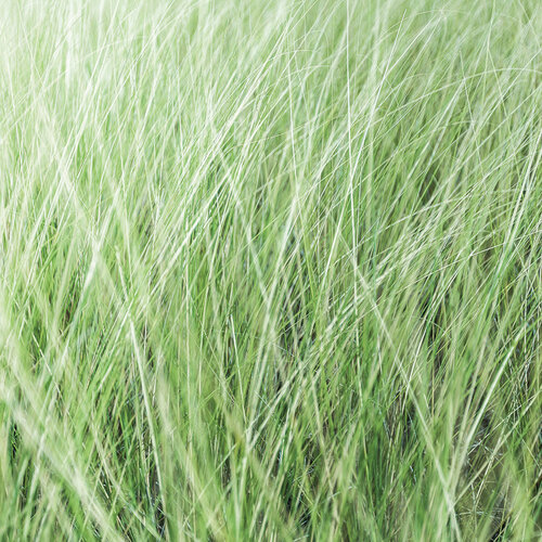 Forest Greens 12x12 paper in Nature's Texture collection by Reminisce