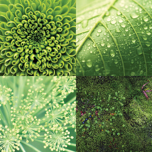 Forest Greens 12x12 paper in Nature's Texture collection by Reminisce