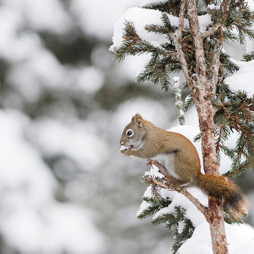 Red Squirrel 12x12 Winter Canvas Collection by Reminisce