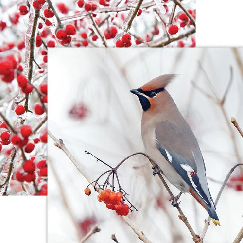 Birds & Berries 12x12 Winter Canvas Collection by Reminisce